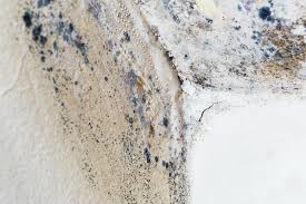 Why You Should Choose Our Mold Remediation Services in La Plata, MO